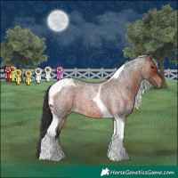 Horse Color:Brown Roan Tobiano