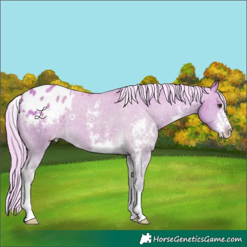 Horse Color:Watercolor Palomino Sabino Appaloosa 