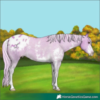 Horse Color:Watercolor Palomino Sabino Appaloosa 