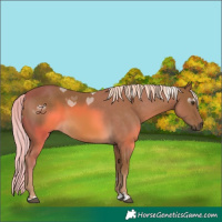 Horse Color:Chocolate Palomino 