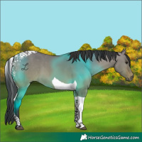 Horse Color:Bay Dun Tobiano 