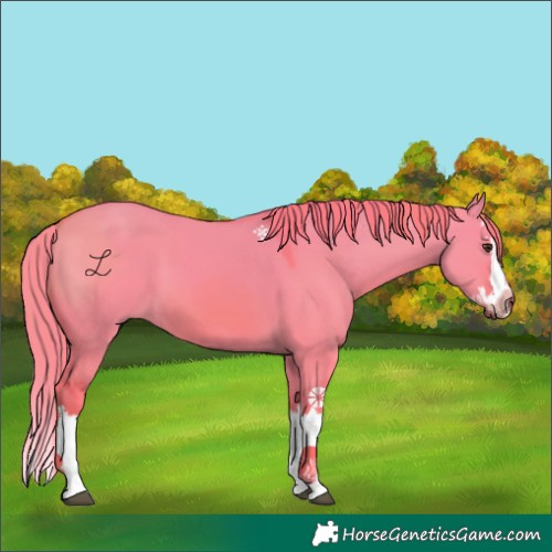 Horse Color:Watercolor Red Dun Splash 