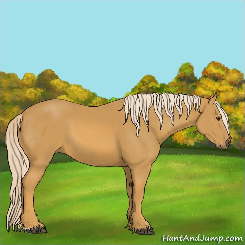 Horse Color:Palomino
