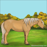 Horse Color:Palomino 