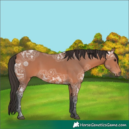Horse Color:Bay Ice 
