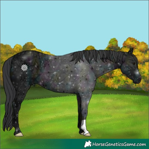 Horse Color:Midnight Black Ice 
