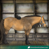 Horse Color:Buckskin 