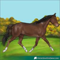 Horse Color:Liver Chestnut 