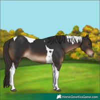 Horse Color:Liver Chestnut Tobiano 