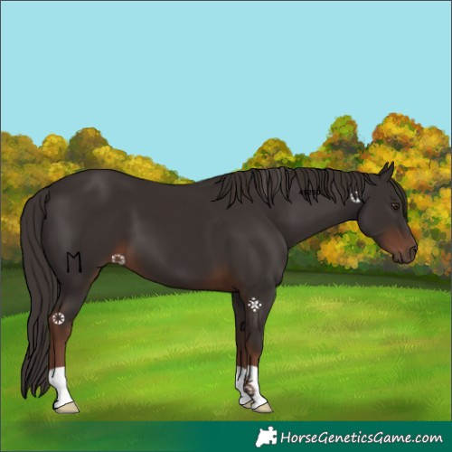 Horse Color:Liver Chestnut 