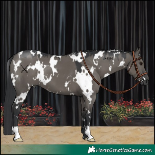 Horse Color:White Spotted Grullo