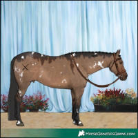Horse Color:White Spotted Liver Red Dun 