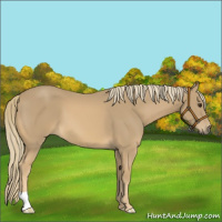 Horse Color:Chestnut Mushroom