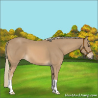 Horse Color:Chestnut Mushroom