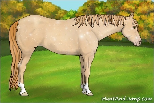 Horse Color:Gold Champagne 