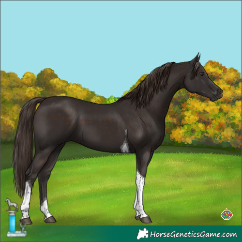 Horse Color:Liver Chestnut Tobiano 