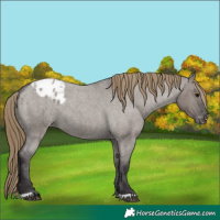 Horse Color:Smoky Grullo Roan Appaloosa 