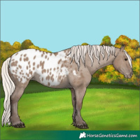 Horse Color:Silver Grullo Appaloosa 