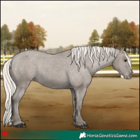 Horse Color:Silver Grullo Appaloosa 