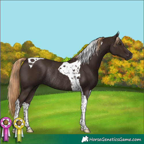 Horse Color:Liver Chestnut Tobiano Rabicano 