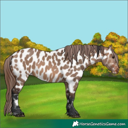 Horse Color:Brown Dun Appaloosa 