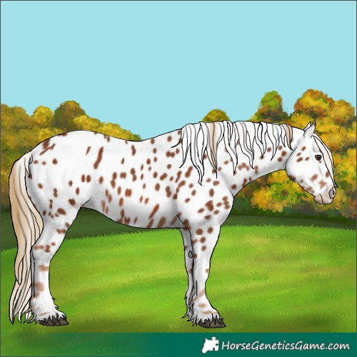 Horse Color:Chestnut Appaloosa 