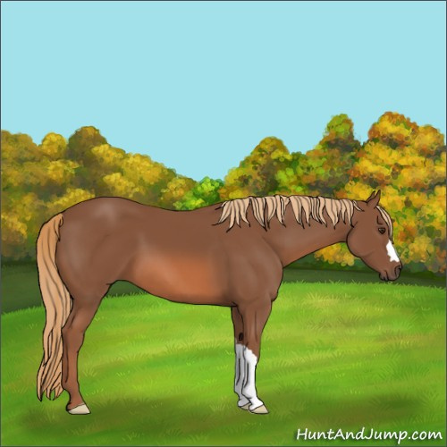 Horse Color:Chestnut 