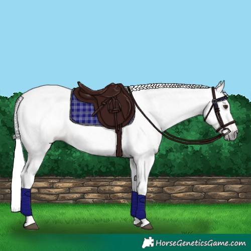 Horse Color:Gray Chestnut 