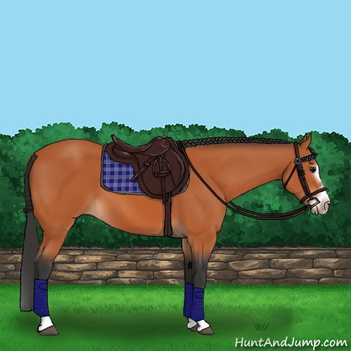 Horse Color:Bay Splash Frame 