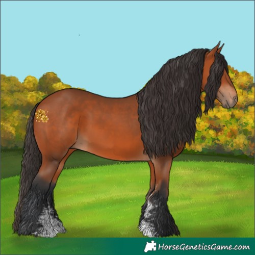 Horse Color:Bay Sabino 