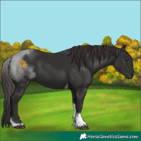 Horse Color:Liver Chestnut Tobiano 