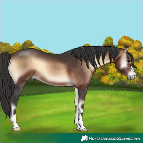 Horse Color:Brown Onyx 