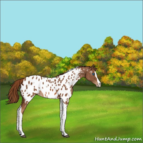 Horse Color:Chestnut Sabino Splash Tobiano Appaloosa 