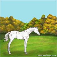 Horse Color:Chestnut Sabino Splash Frame Appaloosa 