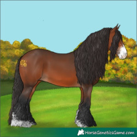 Horse Color:Bay Sabino 