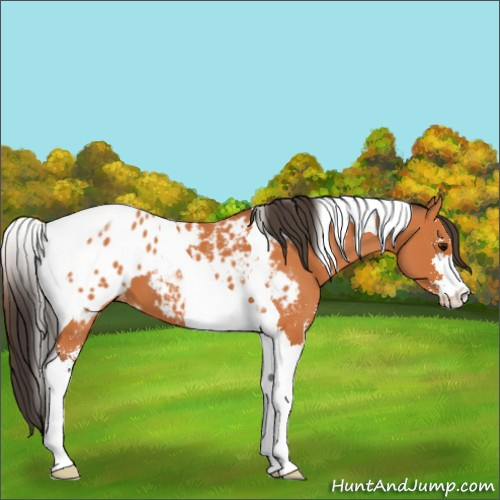 Horse Color:Bay Sabino Tobiano Appaloosa 