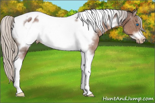 Horse Color:Silver Black Sabino Tobiano Frame Appaloosa 