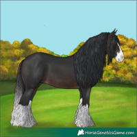Horse Color:Brown Splash