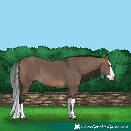 Horse Color:Brown Dun Splash 