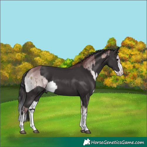 Horse Color:Platinum Chocolate Buckskin Onyx  and Smoky Black Splash 