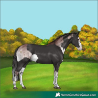 Horse Color:Platinum Chocolate Buckskin Onyx  and Smoky Black Splash 