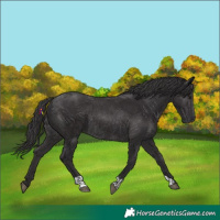 Horse Color:Smoky Black  and Smoky Black Rabicano 