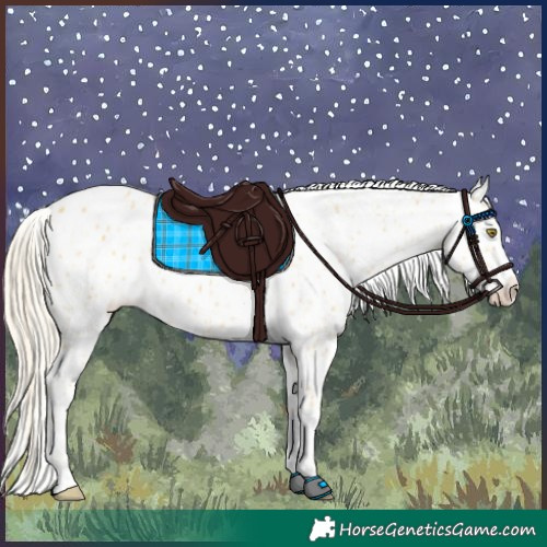 Horse Color:Palomino Appaloosa  and Palomino Appaloosa 