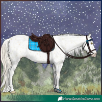 Horse Color:Palomino Appaloosa  and Palomino Appaloosa 