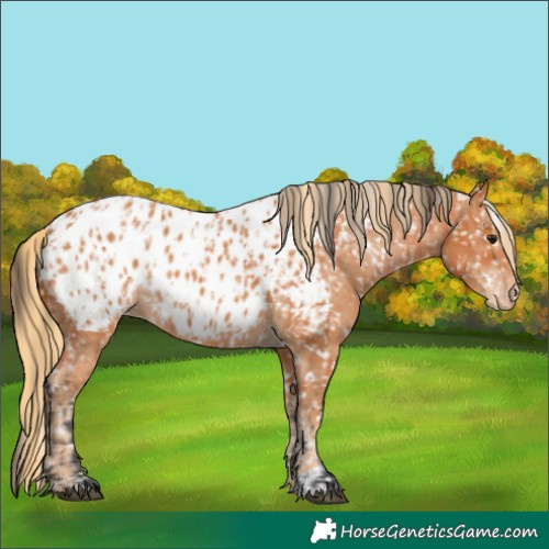 Horse Color:Bay Appaloosa and Chestnut Appaloosa