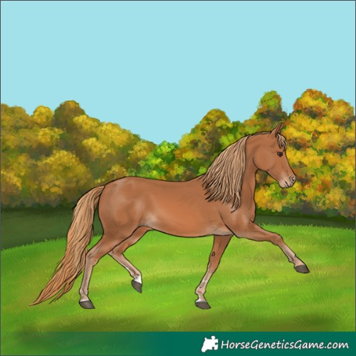 Horse Color:Chestnut 