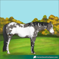 Horse Color:White Spotted Grullo Frame