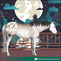 Horse Color:Gray Brown Dun Sabino Splash Blanket Rabicano 