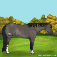 Horse Color:Gray Grullo Sabino Rabicano 