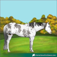 Horse Color:White Spotted Grullo Splash Rabicano 